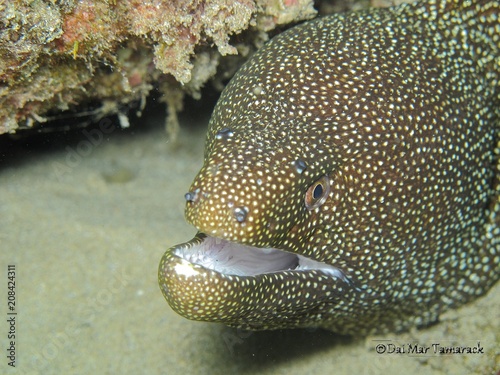 Whitemouth moray eel with open mouth