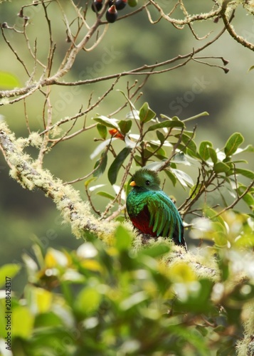 Resplendent Quetzal, Pharomachrus mocinno, Savegre in Costa Rica, with green forest in background. Magnificent sacred green and red bird. Beutiful and magnificent bird