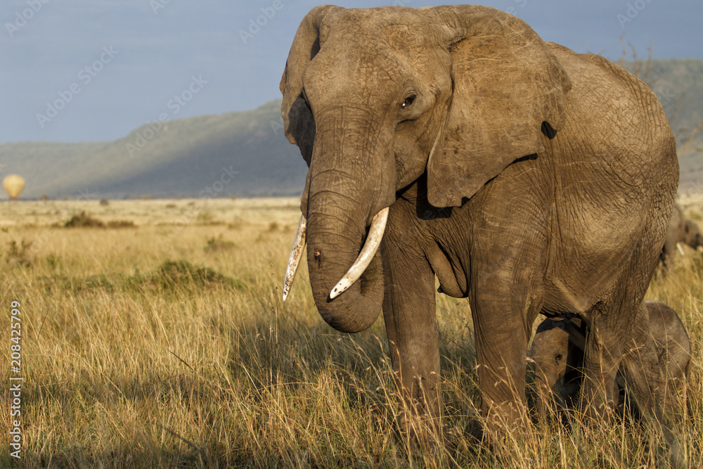 Elephant mother with a baby on the plains of the Masai Mara National Park in Kenya in the first sunlight with a hot air balloon in the background