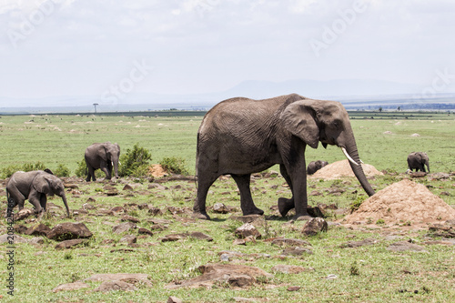 Elephant mother with a baby on the plains of the Masai Mara National Park in Kenya