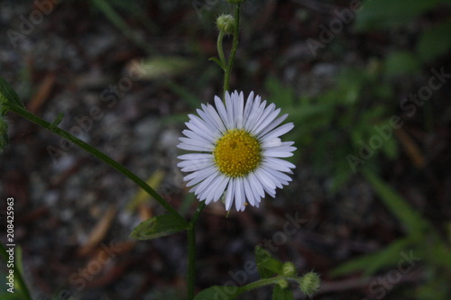 White Daisy