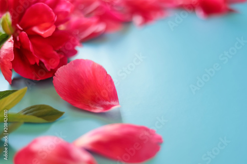 Pink  red peony on white  gray background  peony petals. Summer flower. Garden flower.