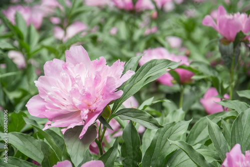 Pink peony in spring