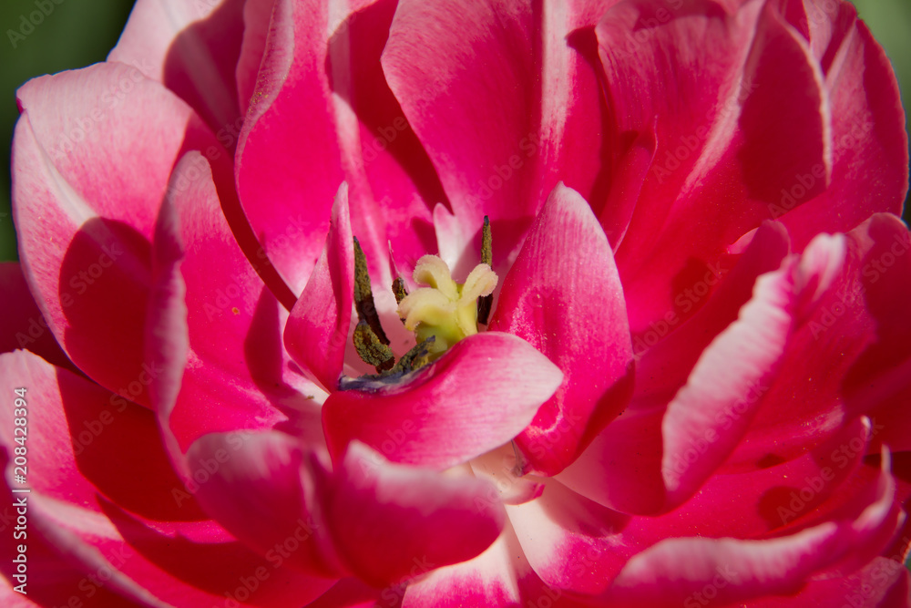 Лепестки розового тюльпана