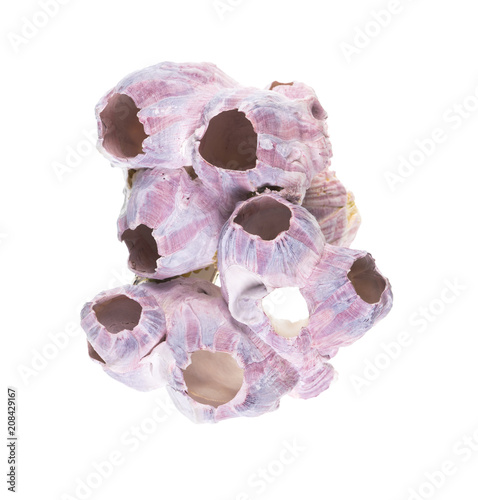 decorations for an aquarium,coral on white background