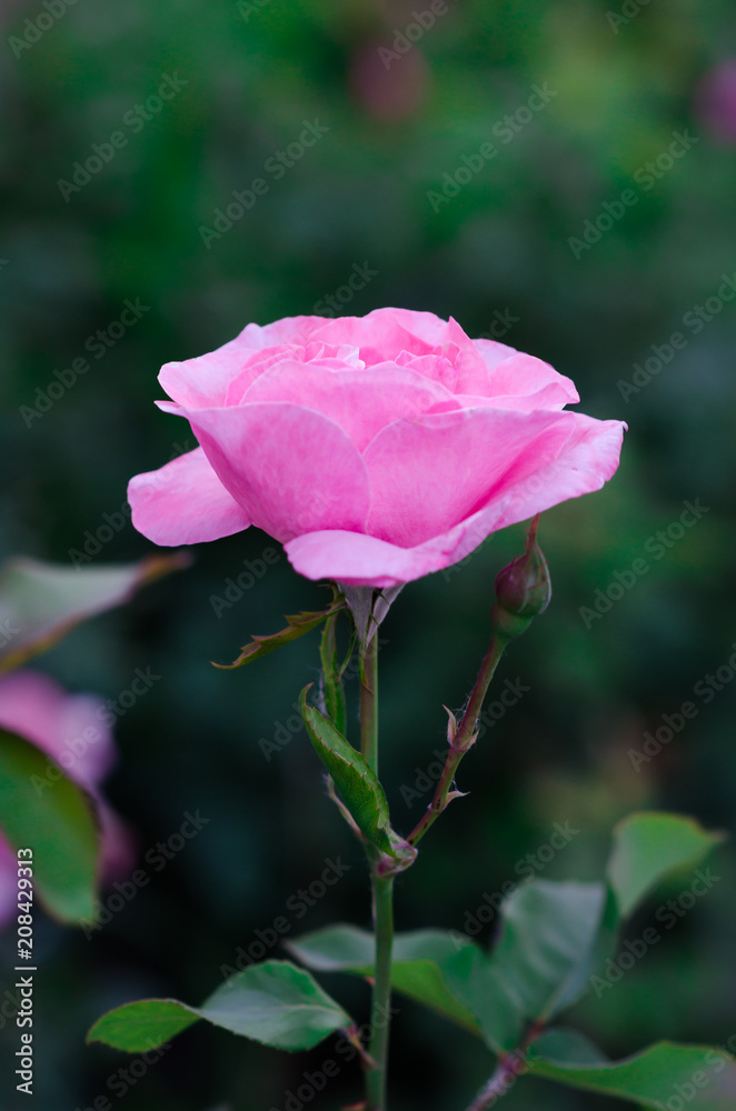 Light-pink rose in the garden