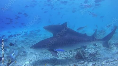 Wallpaper Mural Two tiger Shark picks up the remains of tuna and other fishery wastes thrown into the ocean by fishermen - Indian Ocean, Fuvahmulah island, Maldives, Asia
 Torontodigital.ca