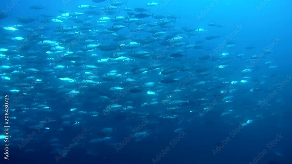 Massive school of Skipjack-tuna - Katsuwonus pelamis silvering in sunlight at spawning run season swims in blue ocean. Indian Ocean, Fuvahmulah island, Maldives, Asia