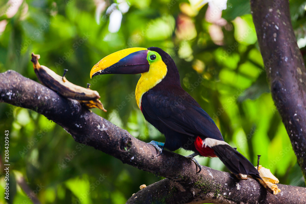 Naklejka premium Żółta skrzynia Tucan