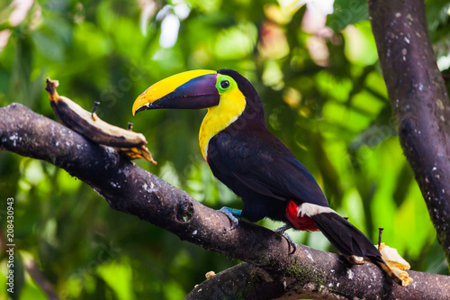 Tucan yellow chest