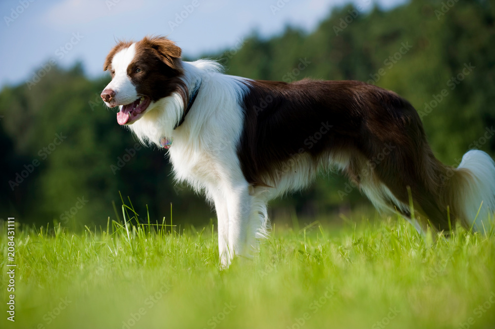Border Collie steht in einer Wiese Border Collie steht in einer Wiese