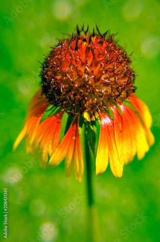 Rudbeckia Hirta 'Cappuccino' aka Black-eyed Susan photo