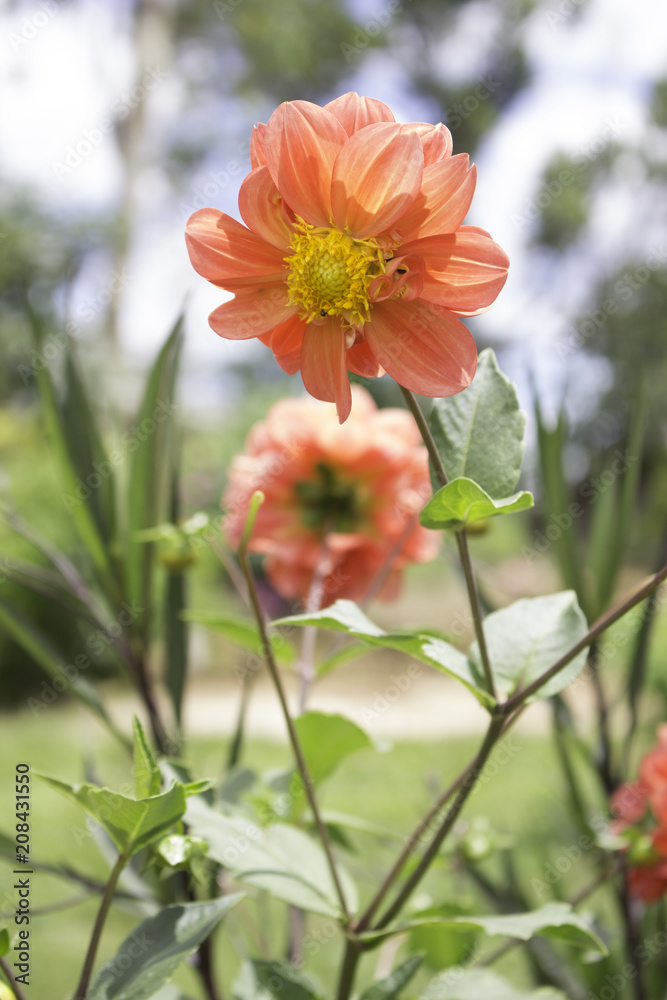 Dahlia is a genus of bushy, tuberous, herbaceous perennial plants native to Mexico. A member of the Asteraceae (or Compositae), dicotyledonous plants, related species include the sunflower, daisy. Dahlia is a genus of bushy, tuberous, herbaceous perennial plants native to Mexico. A member of the Asteraceae (or Compositae), dicotyledonous plants, related species include the sunflower, daisy.
