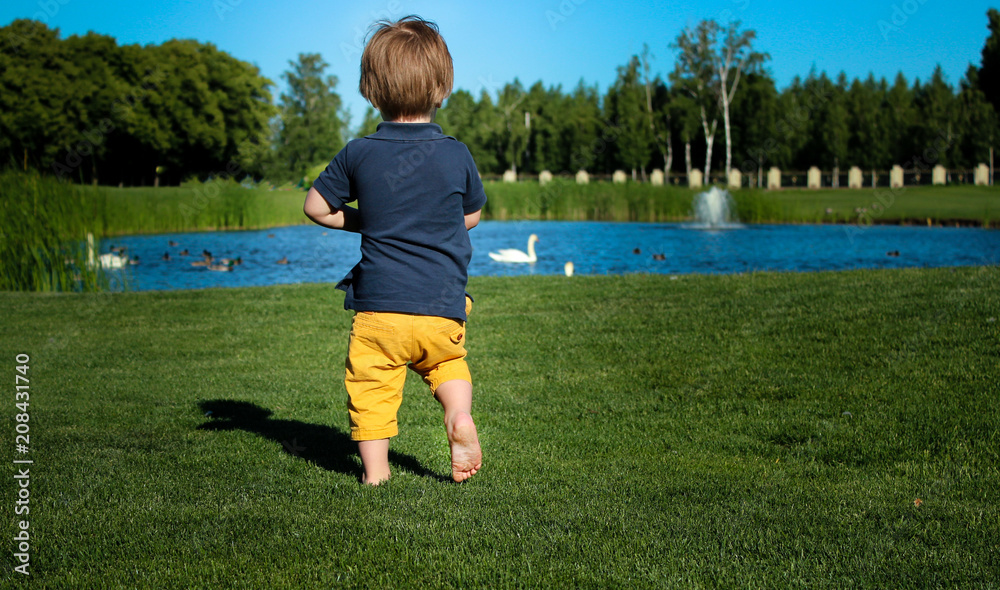 small boy with swans on lawn near lake small boy with swans on lawn near lake