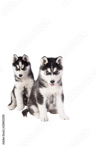 beautiful husky puppies on white background 
