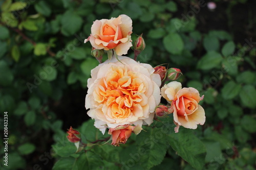 Tea roses in the garden