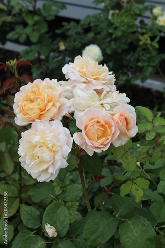 Tea roses in the garden