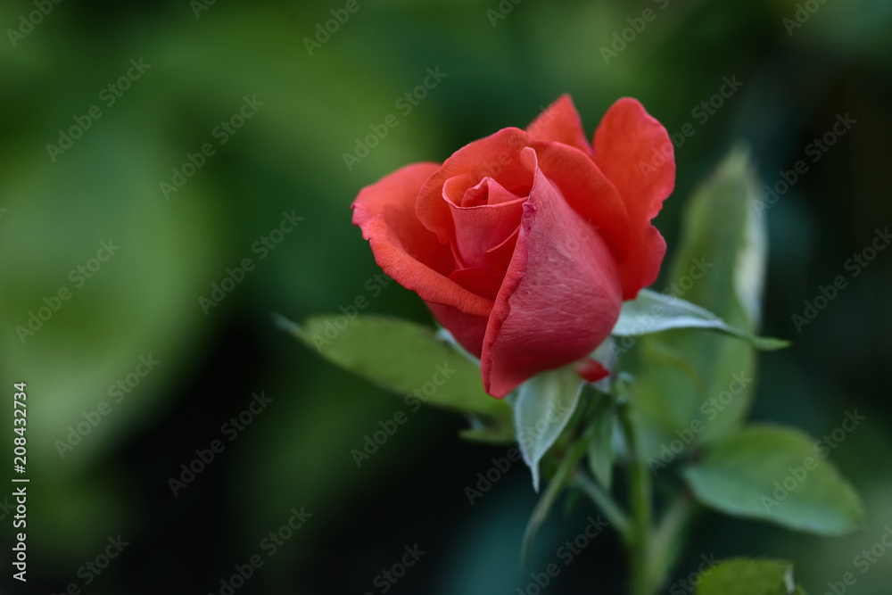 One young dark red rose with green leaves growing in the garden. One young dark red rose with green leaves growing in the garden.