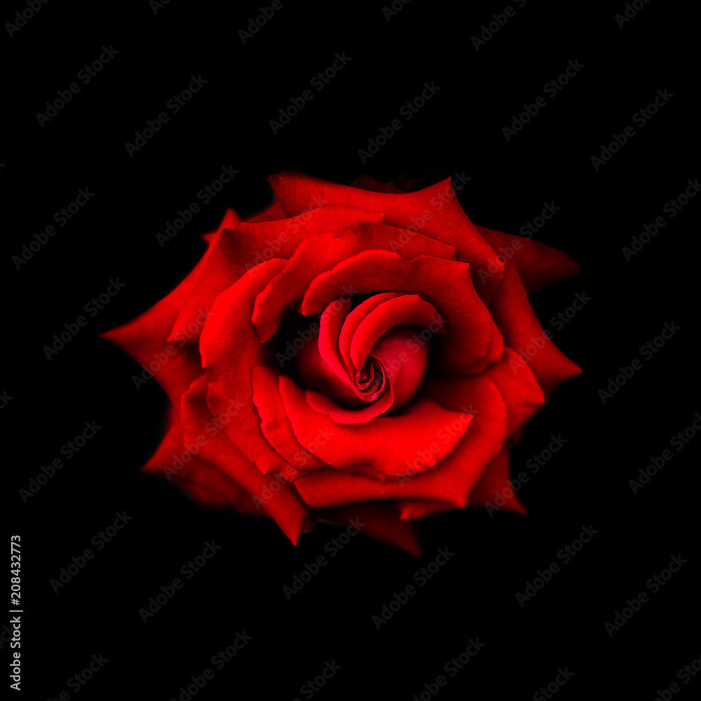 Red Rose Red Rose