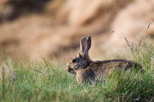 Cute Rabbit in Scotland in Spring © Petr Jelinek