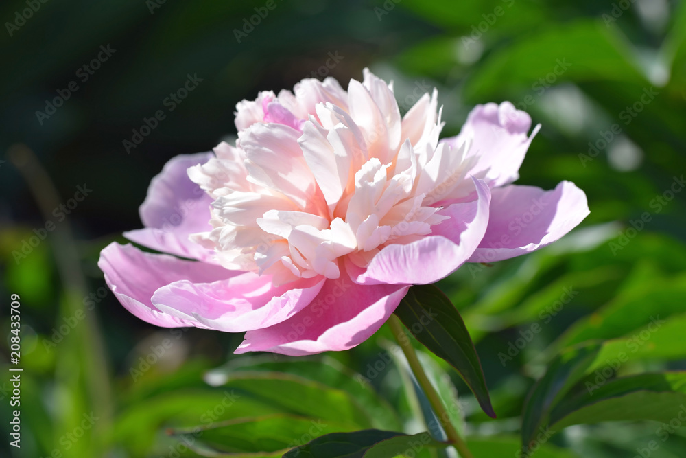 Pink blooming peony Pink blooming peony