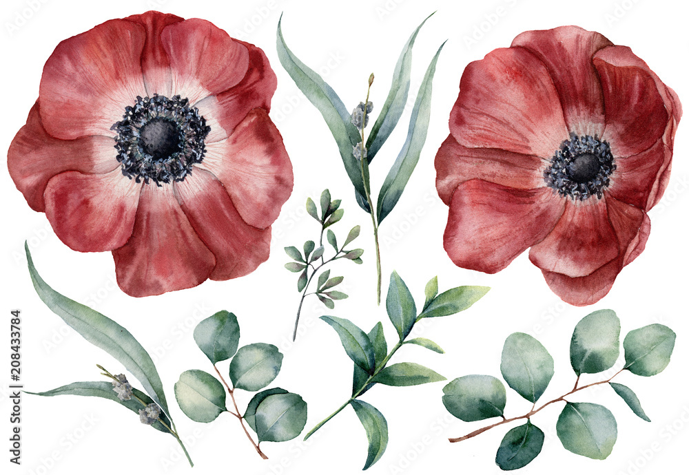 Watercolor anemone and eucalyptus big set. Hand painted red anemone, baby, seeded and silver dollar eucalyptus branch isolated on white background. Floral illustration for design, print, background. Watercolor anemone and eucalyptus big set. Hand painted red anemone, baby, seeded and silver dollar eucalyptus branch isolated on white background. Floral illustration for design, print, background.