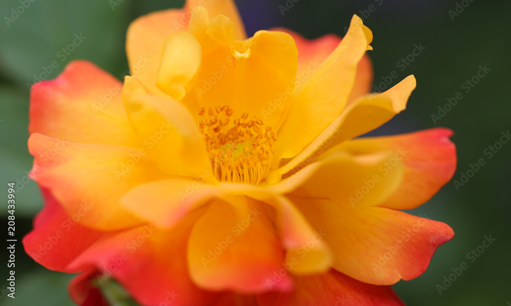 Roses 5 Roses 5