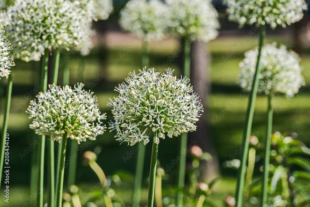 Flowers and plants in Peterhof. Flowers and plants in Peterhof.