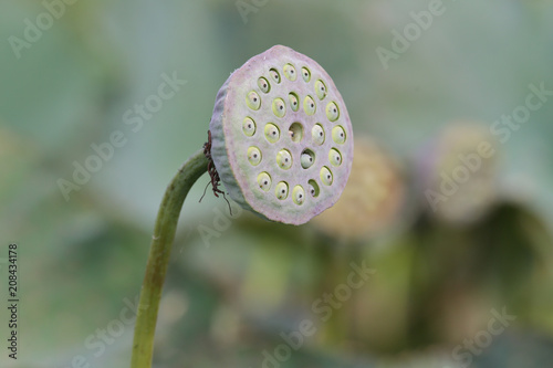 lotus, flower, spring, flora photo