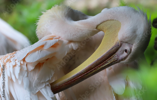 Pelican photo