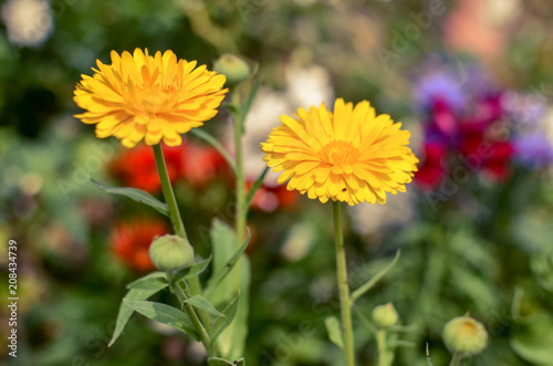 Marigold Calendula officinalis flowers on flowerbed