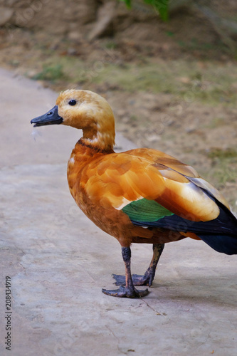 Ogary. Red duck with black beak photo