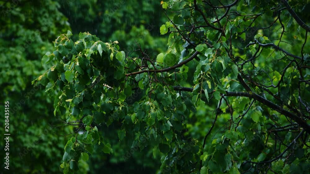 Slow motion shot of the green leaves of the trees in the rain
