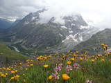 Alpy, Szwajcaria, Tour du Mont Blanc - przełęcz Grand Col Ferret, widok z kolorowymi kwiatami