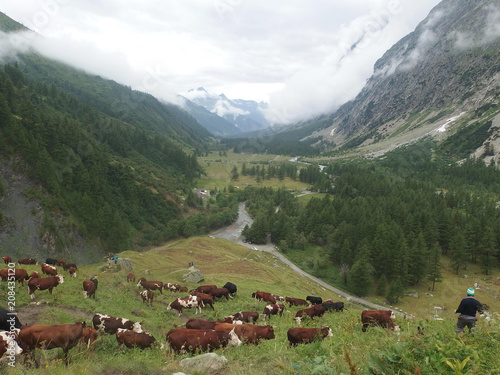 Alpy, Szwajcaria, Tour du Mont Blanc - dolina Val Ferret, widok z krowami photo