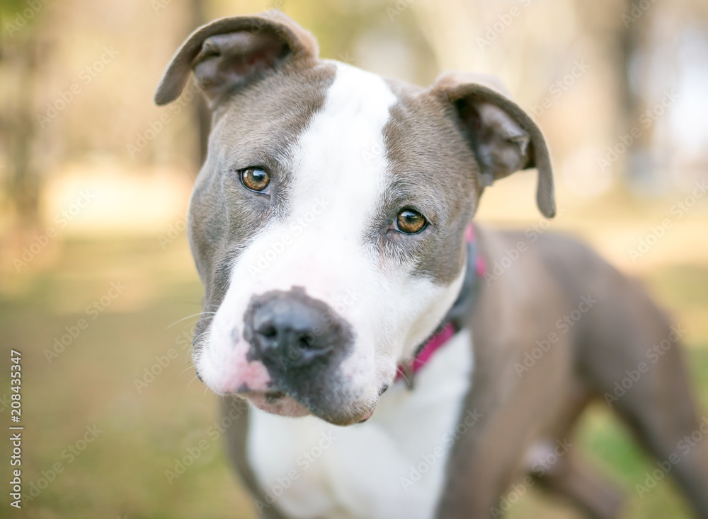 A Pit Bull Terrier mixed breed dog listening with a head tilt