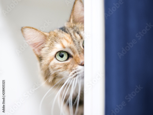 фотографія A shy tabby domestic shorthair cat peeking around a wall