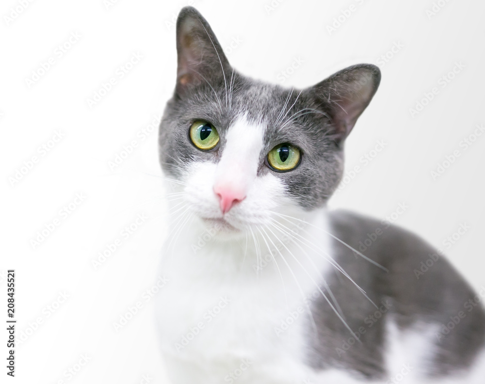 A gray and white domestic shorthair cat with green eyes