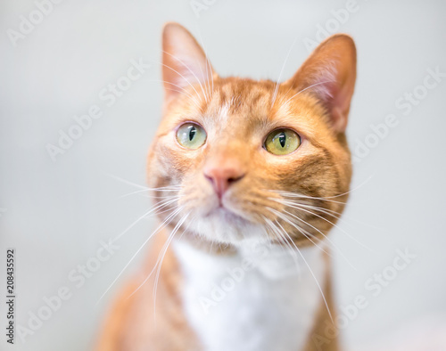 A domestic shorthair cat with orange tabby and white markings © Mary Swift