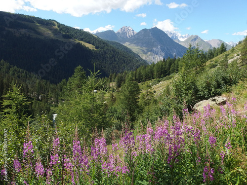 Włochy, Alpy - trasa wzdłuż wodospadów Rutor, widok na góry z różowymi kwiatami