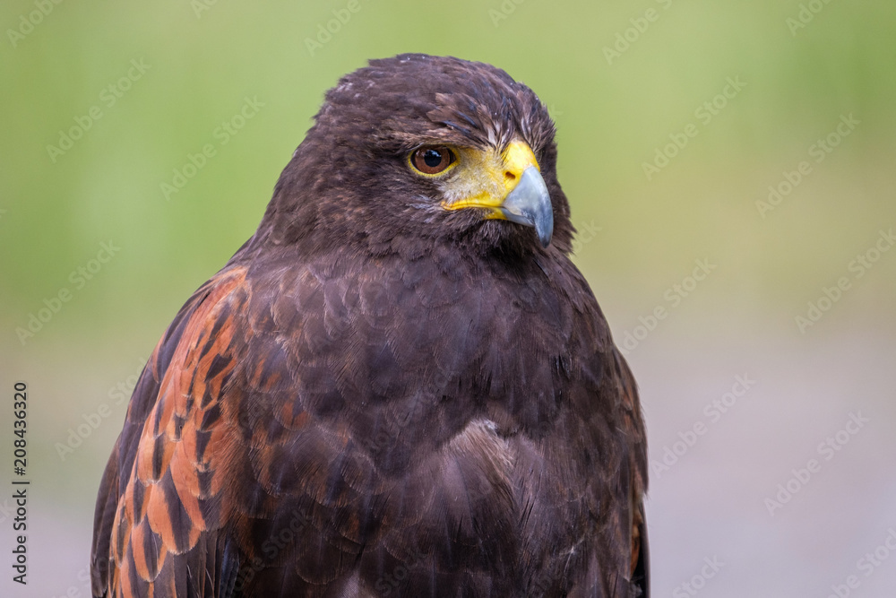 Black Kite portrait shot in the woods of Hilvarenbeek, the Netherlands Black Kite portrait shot in the woods of Hilvarenbeek, the Netherlands