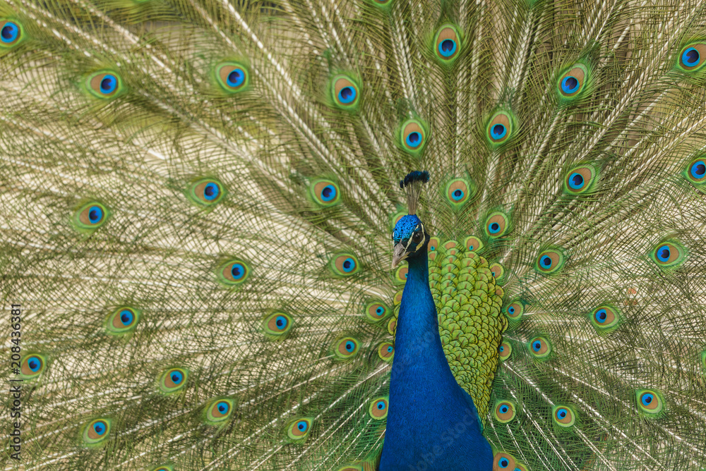 Obraz premium Samiec paw pokazując swoje pióra ogona.