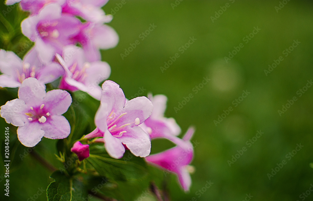 Pink flowers veigela on a branch with leaves growing