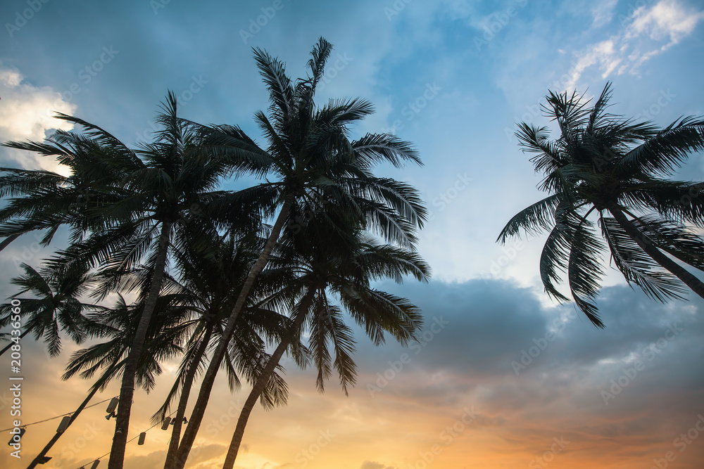 Palm trees silhouetted against sky at sunset.