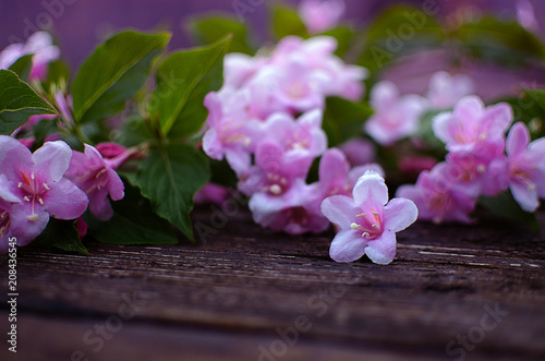 Pink flowers veigela on a branch with leaves growing photo