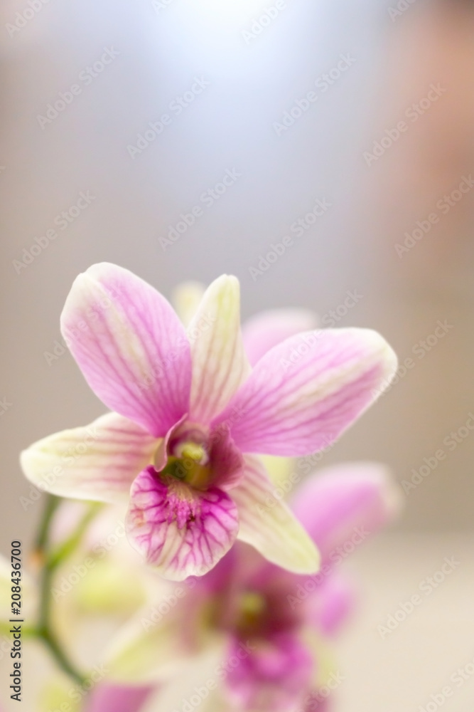 Blurry image of pink phalaenopsis orchid in close-up. Blurry image of pink phalaenopsis orchid in close-up.