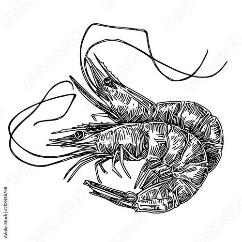 Shrimps. Sketch. Engraving style. Vector illustration.