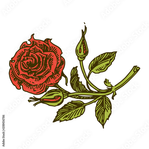 Aroma flowers. Rose. Color. Engraving style. Vector ilustration.