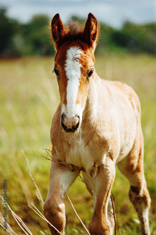 portrait of a cream foal in field