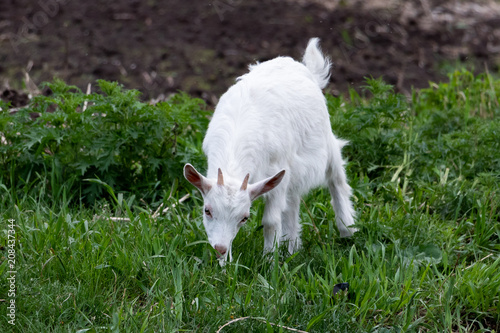 little white goat with a funny muzzle is grazed on a meadow